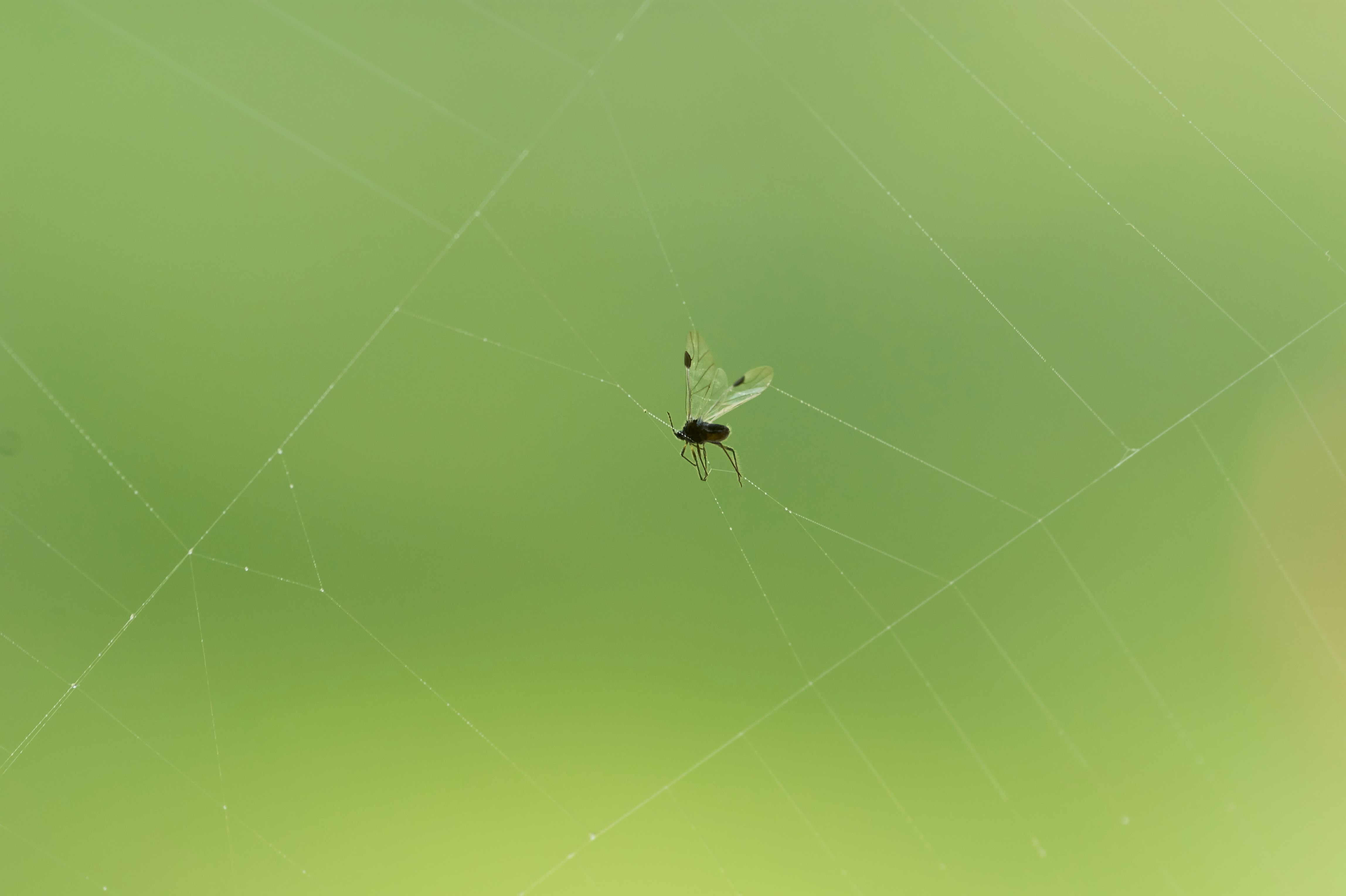 white spider on yellow spider web in close up photography